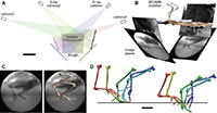 Figure 1. XROMM analysis of guineafowl limb movement through a compliant substrate (poppy seeds).