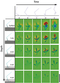 Figure 2. Track ontogeny. Simulated track using the motions of guineafowl traversing poppy seeds as part of a discrete element simulation.